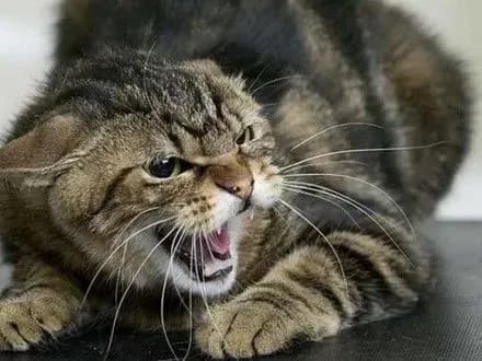 skazheniy-kit-pokusav-dvokh-selyan-na-rivnenschini