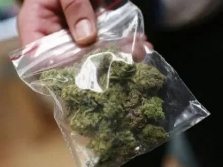 ponad-37-kg-kanabisu-viluchili-na-bukovini