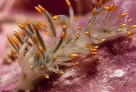 vcheni-nazvali-molyuska-khameleona-na-chest-d-bouyi