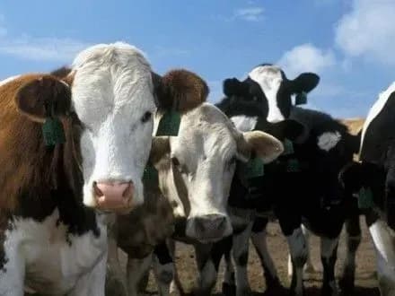 v-ukrayini-protyagom-2016-roku-skorotilosya-pogolivya-sviney-koriv-i-ptitsi