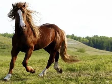 v-avstraliyi-za-ostanni-roki-koni-vbili-bilshe-lyudey-nizh-vsi-otruyni-tvarini-razom-doslidzhennya