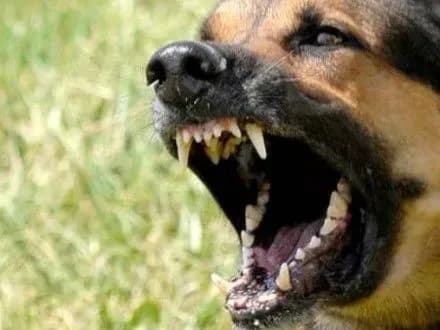 patrulni-u-khmelnitskomu-zastrelili-sobaku-yaka-pokusala-cholovika