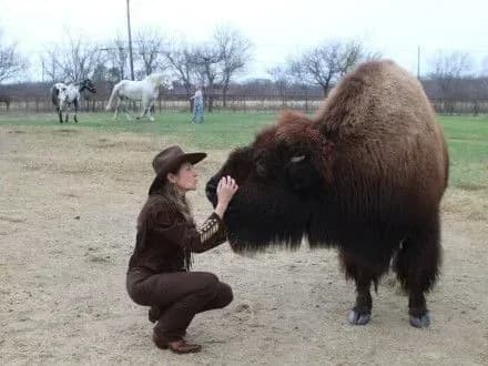 v-amerikanskiy-rodini-roste-prirucheniy-buyvol