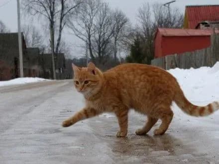 zavtra-na-dorogakh-kiyeva-ochikuyetsya-ozheleditsya-13