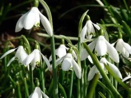 v-ukrayini-startuvala-prirodookhoronna-aktsiya-pervotsvit