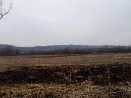 na-zakarpatti-stalasya-pozhezha-v-dolini-nartsisiv