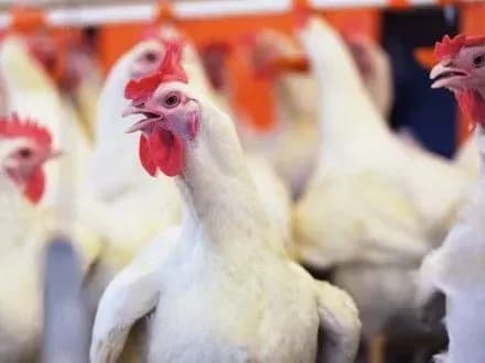 tsogo-roku-ukrayina-eksportuvala-do-krayin-yes-363-5-tonni-ptitsi