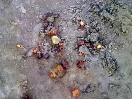 organizatora-burshtinovogo-protestu-sud-rivnogo-vidpraviv-na-domashniy-aresht