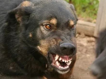 u-poltavi-rozpochali-karantinni-zakhodi-cherez-skaz