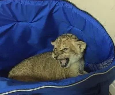 levenya-namagalisya-vivezti-z-ukrayini-skhovavshi-sered-2-tis-papug