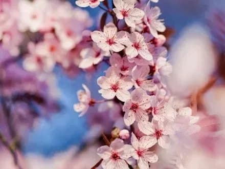 u-khmelnitskiy-privezli-yaponski-sakuri