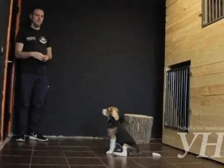 profesiya-kinologa-v-ukrayini-spetsproekt-unn