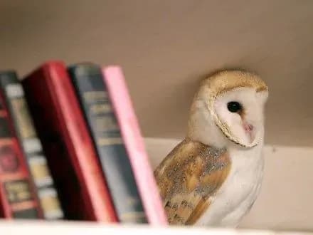 u-rosiyi-pidruchniki-z-magiyi-pririvnyali-do-pornografiyi