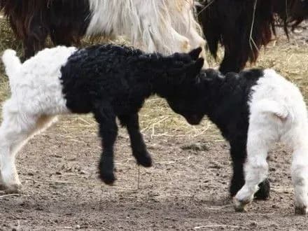 u-kiyivskomu-zooparku-pokazali-yak-doglyadayut-za-pokinutimi-kozenyatami