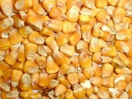 derzhprodspozhivsluzhba-u-vantazhi-amerikanskoyi-kukurudzi-viyavleno-shkidliviy-organizm