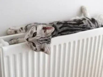 opalyuvalniy-sezon-cherez-pokholodannya-prodovzhili-v-uzhgorodi