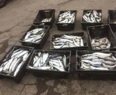 prikordonniki-zatrimali-dvokh-naukovtsiv-brakonyeriv-z-ulovom-na-155-tis-grn