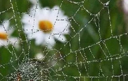 temperatura-dnya-pivischitsya-do-24-gradusiv-tepla