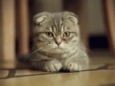 britanski-veterinari-zaklikali-pripiniti-rozvedennya-shotlandskikh-vislovukhikh-kotiv