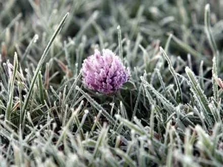 zamorozki-ochikuyutsya-na-zakhodi-ukrayini