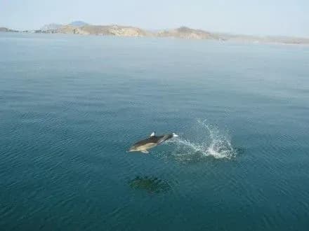 u-chornomu-mori-zaginulo-blizko-70-delfiniv