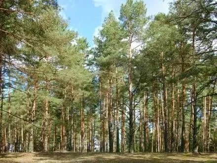 ponad-milyon-sosen-visadili-v-stolichnikh-lisakh