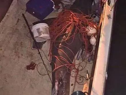 v-avstraliyi-akula-zastribnula-v-choven-i-poranila-cholovika