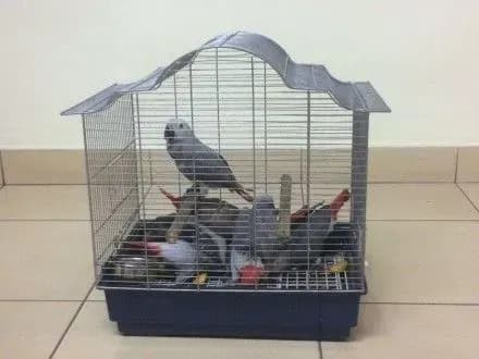 pilot-namagavsya-provezti-v-ukrayinu-sim-ekzotichnikh-papug