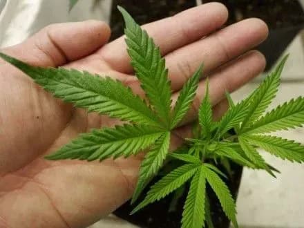 prezidenta-zaklikali-legalizuvati-marikhuanu