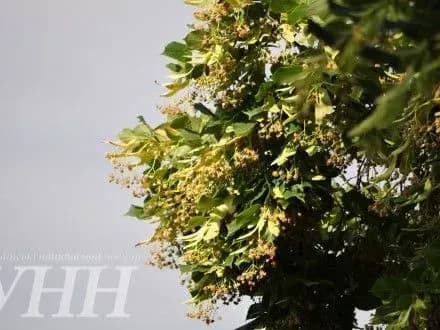 naydovsha-lipova-aleya-yevropi-pochala-kvitnuti-v-uzhgorodi