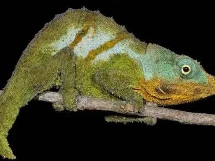 tri-novikh-vidi-khameleoniv-znaydeno-v-afritsi