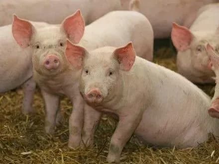 uryad-stvoriv-mizhvidomchi-mobilni-grupi-dlya-posilennya-veterinarno-sanitarnogo-kontrolyu