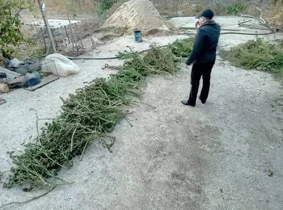 na-khersonschini-viluchili-marikhuanu-na-milyon-griven