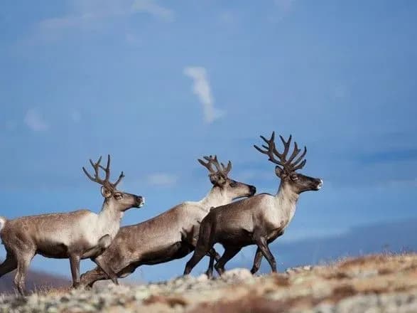 u-zoni-vidchuzhennya-zatrimali-bilorusa-yakiy-polyuvav-za-rogami-oleniv