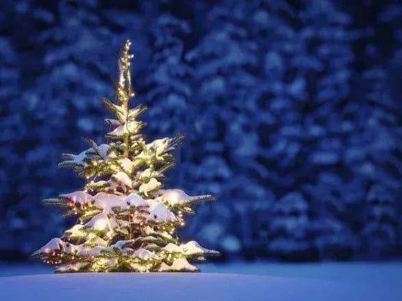 ukrayintsi-zmozhut-pereviriti-legalnist-novorichnoyi-yalinki