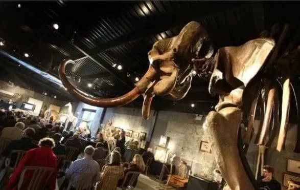 skelet-mamonta-kupili-za-pivmilyona-yevro