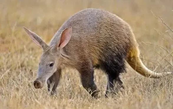 pozhezha-u-londonskomu-zooparku-zaginuv-trubkozub