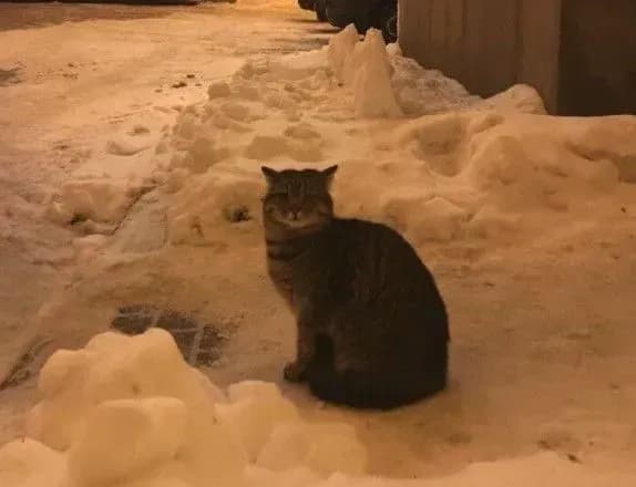 ukrayinske-ministerstvo-vzyalo-na-robotu-kota