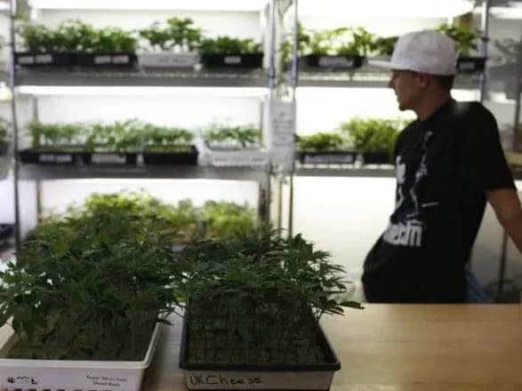 v-kaliforniyi-ofitsiyno-pochali-prodavati-marikhuanu