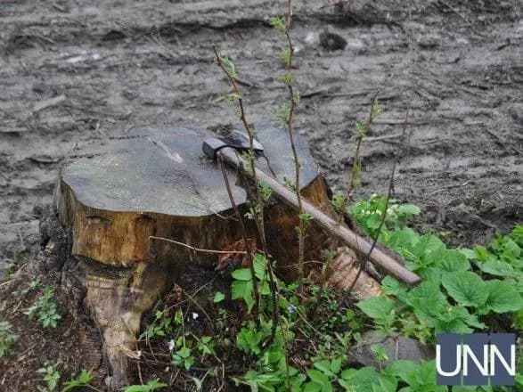 u-2017-rotsi-na-zakarpatti-nezakonno-virubali-lisu-na-11-mln-grn