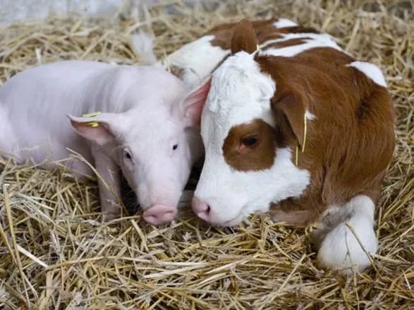 v-ukrayini-pomenshalo-koriv-i-sviney