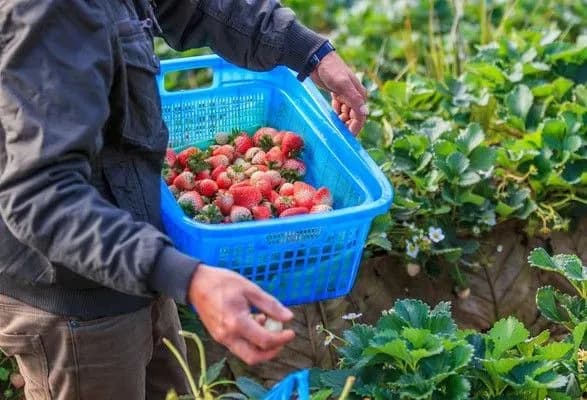 do-2020-roku-polscha-schoroku-priymatime-blizko-300-tisyach-ukrayinskikh-zarobitchan