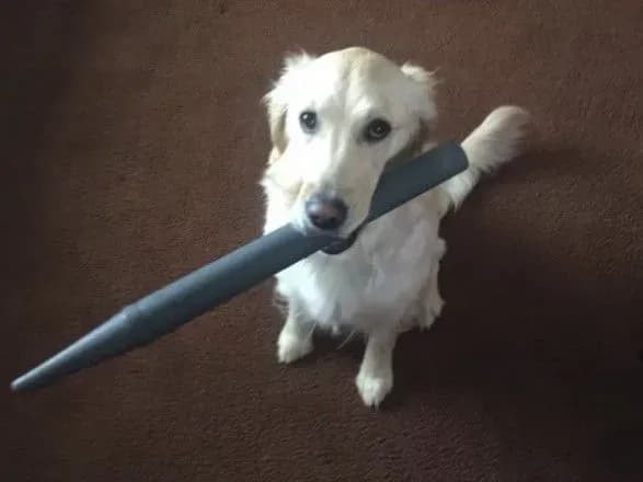 turbota-za-vsyaku-tsinu-sobaka-prinosit-gospodarevi-vipadkovi-predmeti-schob-privernuti-yogo-uvagu