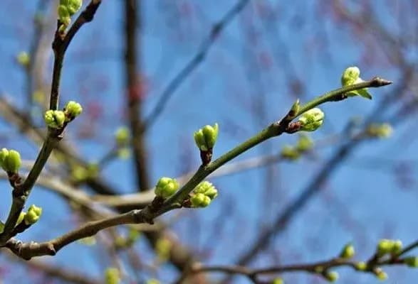 zavtra-v-ukrayini-ochikuyetsya-do-25-gradusiv-tepla