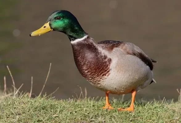 u-shveytsariyi-dorozhniy-radar-zloviv-kachku-na-perevischenni-shvidkosti