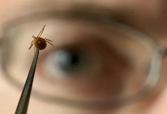 zhakhi-vidpustki-na-prirodi-likari-rozpovili-yak-ne-potrapiti-do-lap-klischiv