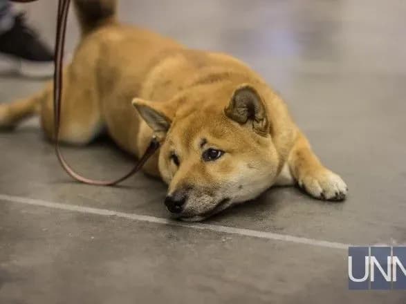 khvist-pistoletom-u-kiyevi-vidkrilasya-vistavka-sobak