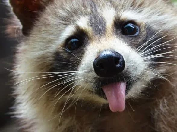 yenot-zirvav-vilit-litaka-v-kanadi