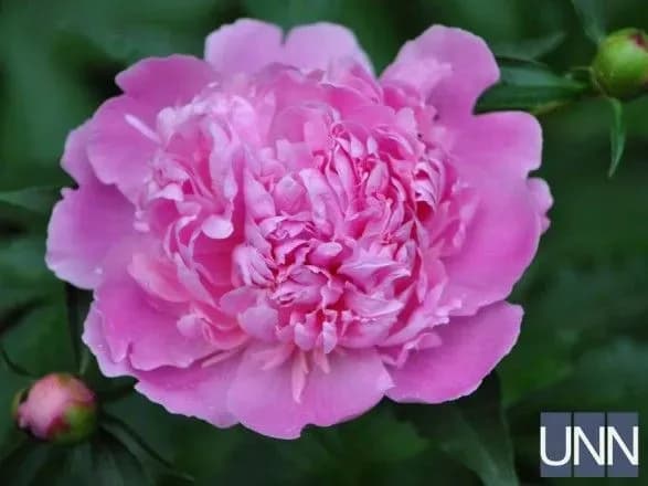 uzhgorod-kvitne-u-misti-noviy-rozheviy-bum