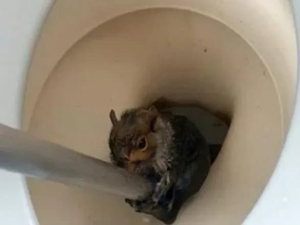 bilka-v-tualeti-nalyakala-britanskikh-studentiv